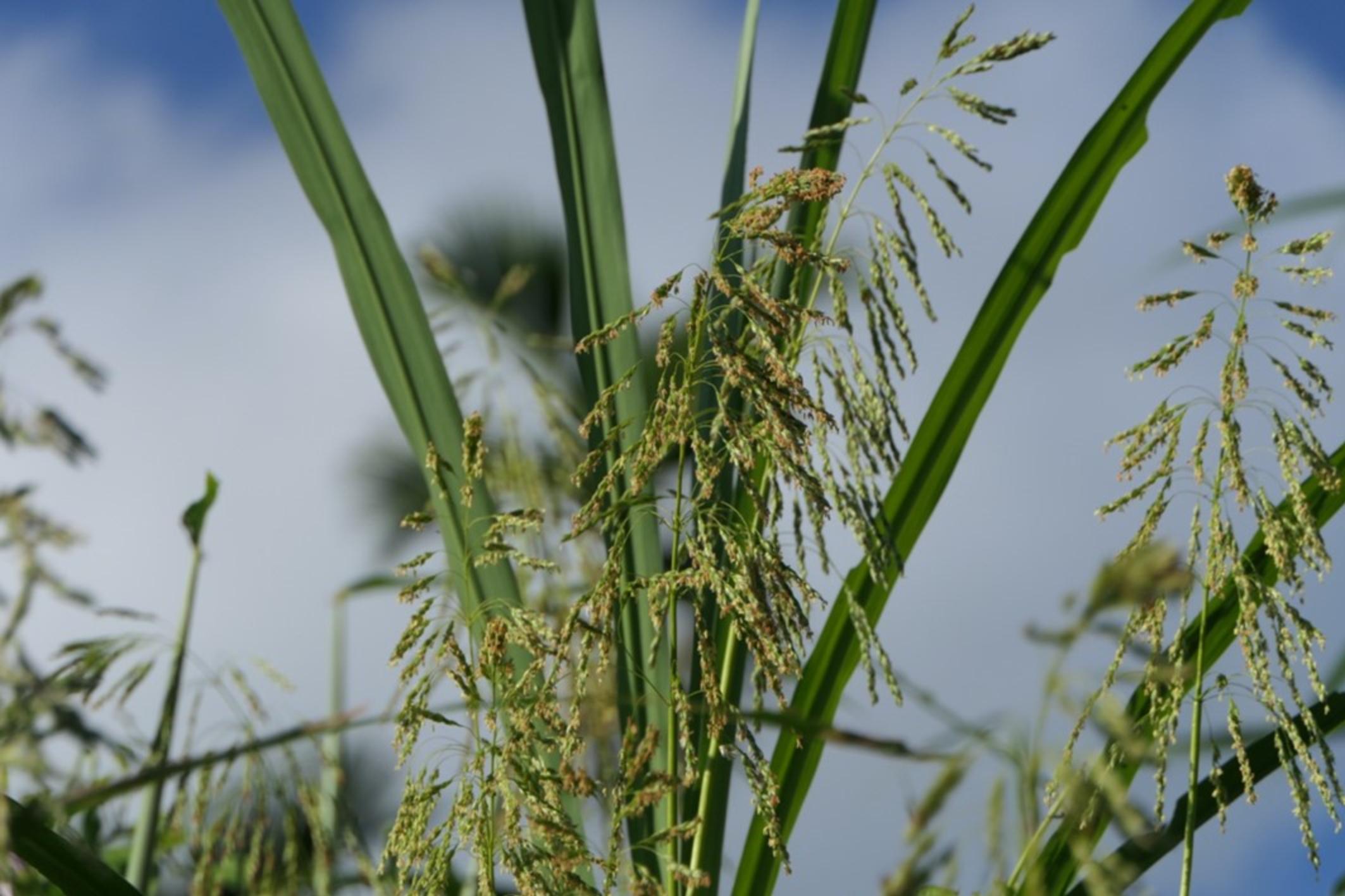 高克忠和他孤獨的油芒 可以不斷複製貼上的小農故事 - 努力小農