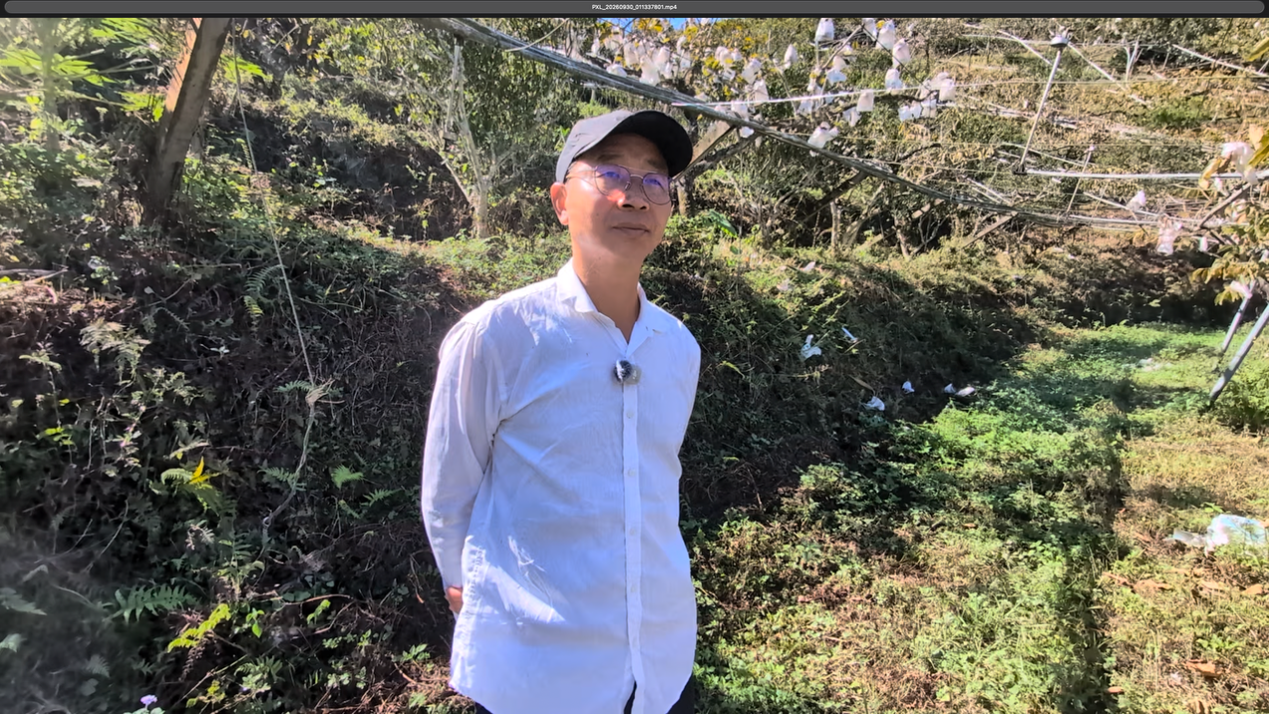 林世豐站在太平山區的柿子果園中