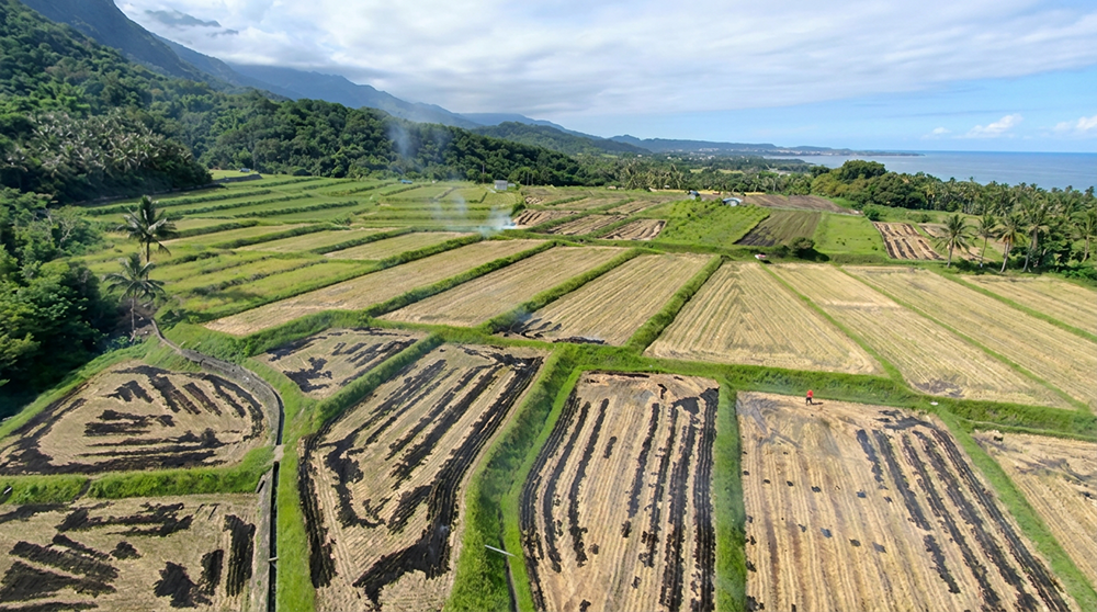 空拍山腳下收割後的梯田稻田